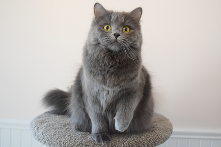 Kit as a kitten
