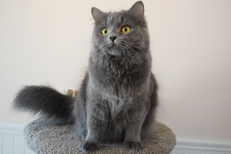 Kit as a kitten