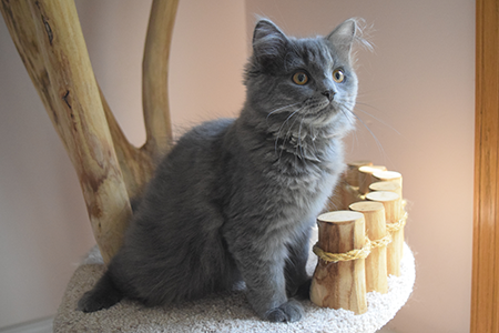 Kit the Siberian looking attentive
