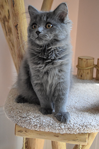 Kit Siberian Queen