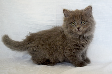 Kit the Siberian kitten