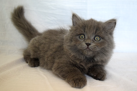 Kit the Siberian kitten