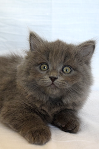 Kit Siberian Queen