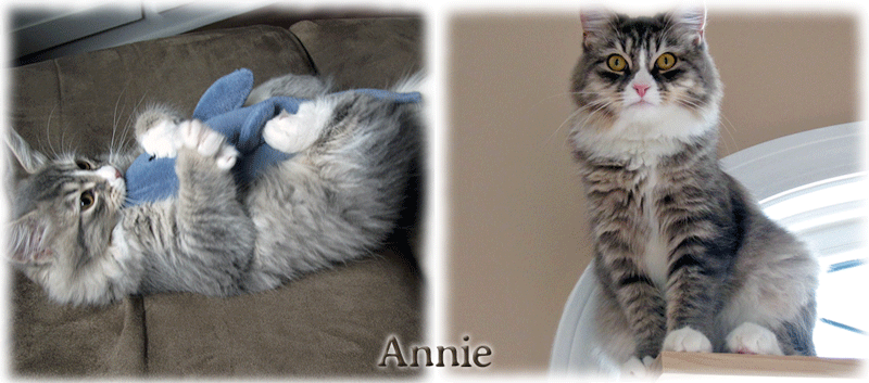 Annie the cat