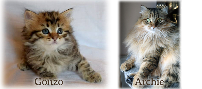 Archie the Siberian cat