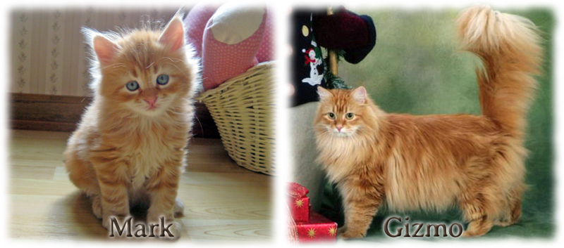 Gizmo the Siberian cat