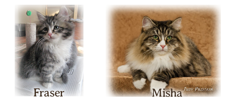 Misha the Siberian cat