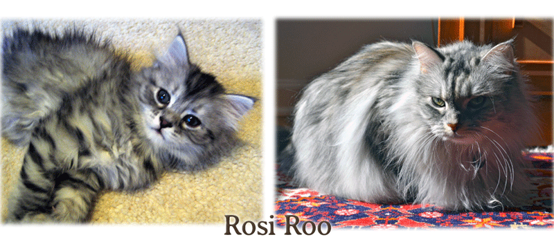 Rosi Roo the cat