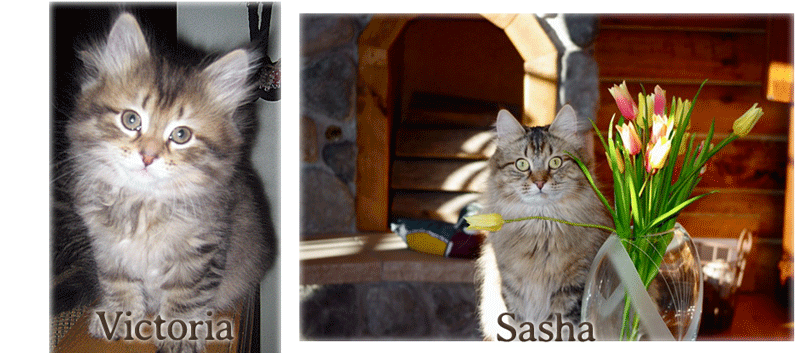 Sasha the cat