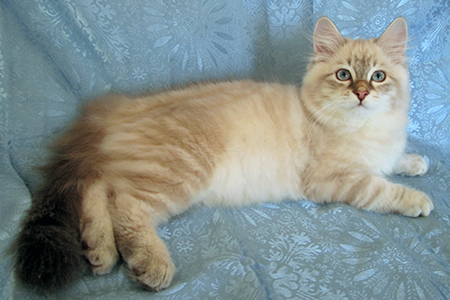Levi - Siberian cat
