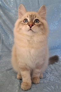 Levi the Siberian looking up