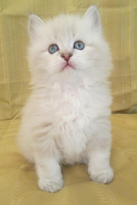 Levi the Siberian kitten