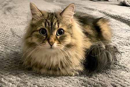 Queen Lola Siberian breed cat