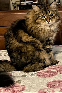 Lola as adult cat