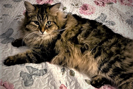 Lola the Siberian queen