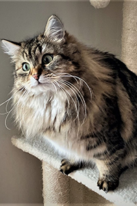 Lola Siberian on cat tree