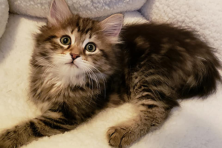 Lola as a kitten