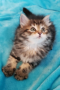 Lola adorable Siberian kitten