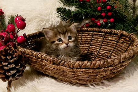 Lola as a kitten in a basket