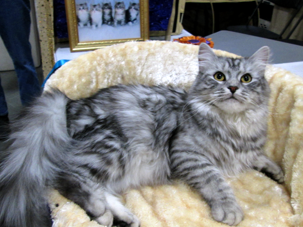 Maggie at cat show