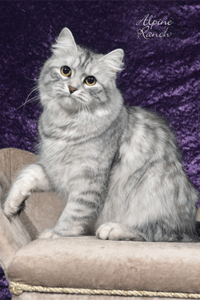 Maggie the Siberian cat