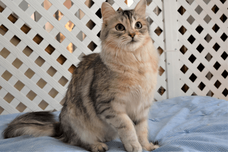 Queen Maria breed cat