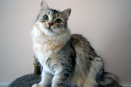Maria Siberian cat