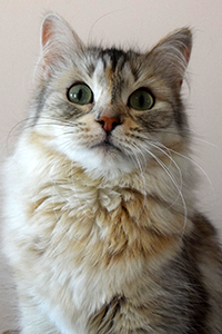Maria queen breed cat