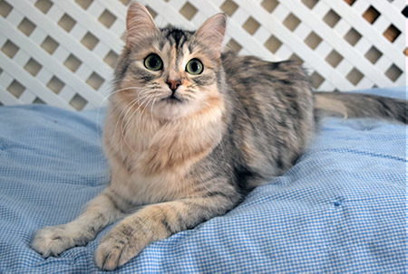 Maria the Siberian cat looking up