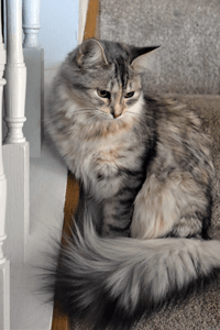 Maria Siberian kitten