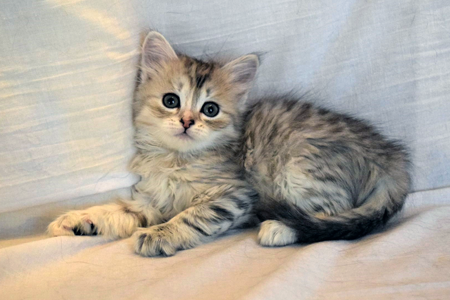 Maria the kitten