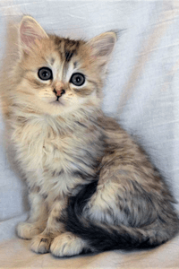 Maria the Siberian cat