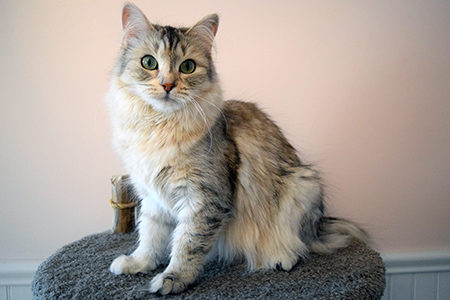 Queen Maria breed cat