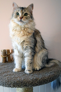 Maria Siberian