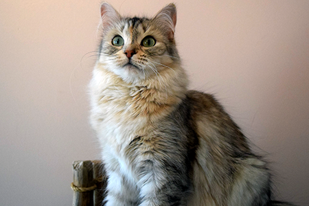 Queen Maria breed cat