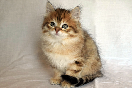 Mary as a kitten