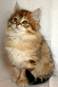 Mary kitten
