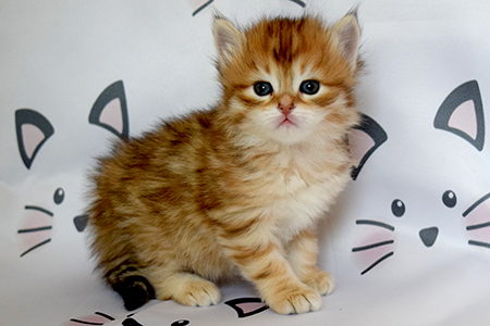 Mary as a kitten