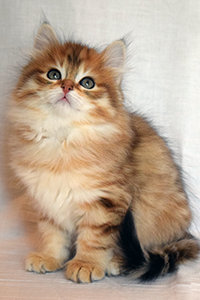 Mary shellyscats.com Siberian Queen