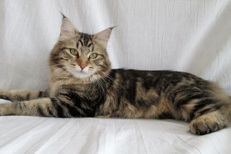 Mercy the Siberian cat