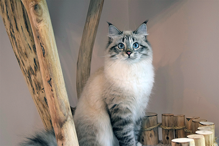 Queen Mia breed cat