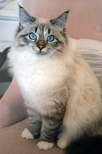 Mia sitting on chair