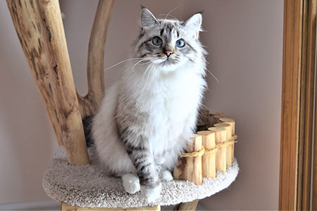 Mia the Siberian cat on cat tree