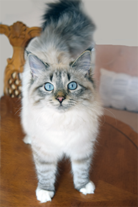 Mia Siberian kitten