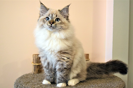 Mia the kitten