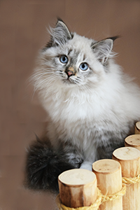 Mia the Siberian cat