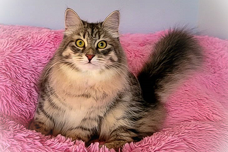 Mika Siberian queen