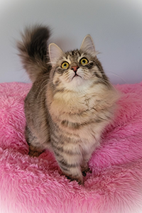 Mika kitten