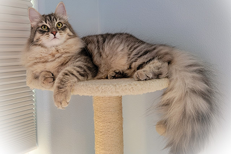 Mika the cat