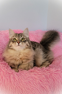 Mika shellyscats.com Siberian Queen